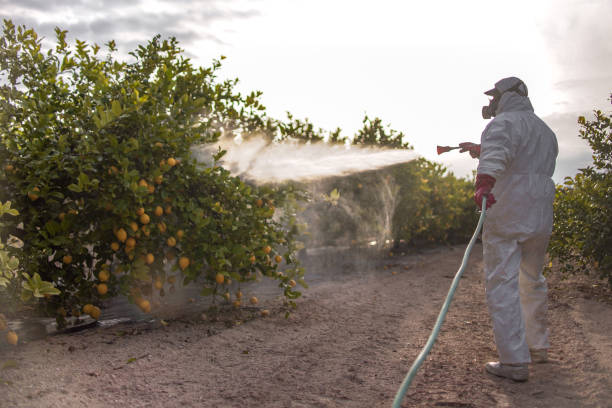 Wasp Removal Services in Piggott, AR