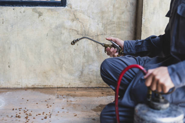 Best Flea Control Services  in Piggott, AR